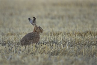 European brown hare (Lepus europaeus) adult in a farmland stubble field, Suffolk, England, United