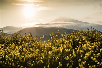 Sunrise and broom in bloom, Mont Ventoux, Dentelles de Montmirail, Département Vaucluse, Provence,