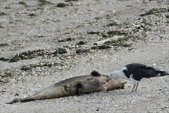 Harbor seal (Phoca vitulina), found dead on the beach, carcass serves as food for a great gull,