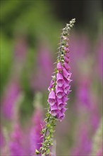 Common foxglove (Digitalis purpurea), flowers, Wilden, North Rhine-Westphalia, Germany, Europe