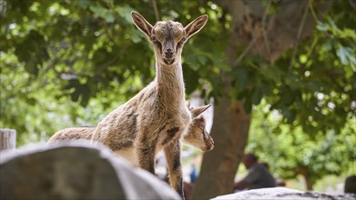 Kri-kri, endangered endemic Cretan wild goat, two small Kri-Kris, one looking directly at the