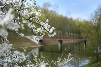 Blooming tree with white flowers on branches waiving on wind