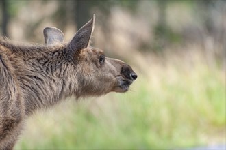 Elk (Alces alces), young animal sideways, scenting, Smaland, Sweden, Europe