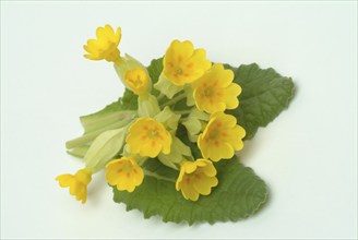 Common cowslip (Primula officinalis), cowslip, apothecary primrose, medicinal plant, flowers