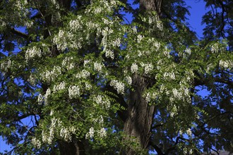 Flowering black locust (Robinia pseudoacacia)