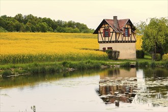 Small half-timbered house surrounded by flowering rape fields, Bamberg, Upper Franconia, Germany,