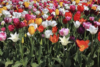 Many colourful tulips in one area