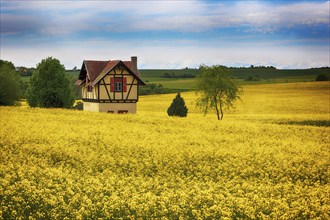 Small half-timbered house surrounded by flowering rape fields, Bamberg, Upper Franconia, Germany,