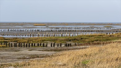 Low tide in the Wadden Sea, Vandehavet National Park, Mandø Island, Denmark's only tidal island,