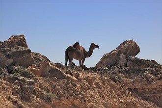 Landscape of the Southern Dhofar, Jabal al-Qamar, Oman, Asia