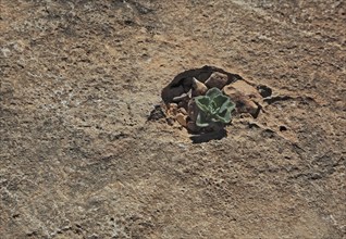 Landscape of the Southern Dhofar, Jabal al-Qamar, Oman, Asia