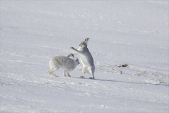 Fighting mountain hare (Lepus timidus), Alpine hares, snow hare female in white winter pelage