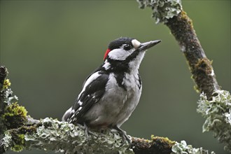 Great Spotted Woodpecker (Dendrocopos major), Greater Spotted Woodpecker male perched on branch