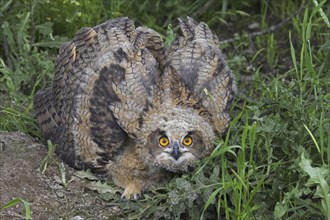 Threat display by Eurasian eagle-owl (Bubo bubo), young European eagle-owl owlet showing lowered