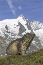 Alpine marmot (Marmota marmota) in front of the snow covered mountain Grossglockner, Hohe Tauern