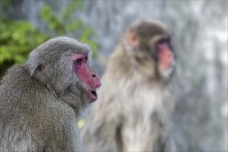 Two Japanese macaques, snow monkeys (Macaca fuscata) close-up portrait of macaque calling, native