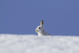 Mountain hare (Lepus timidus), Alpine hare, snow hare in white winter pelage sitting in the snow