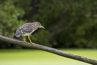 Black-crowned night-heron, black-capped night-heron (Nycticorax nycticorax) juvenile resting on