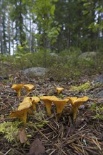 Chanterelle (Cantharellus cibarius), girolle edible mushrooms on the forest floor in autumn