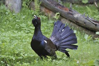 Western Capercaillie (Tetrao urogallus), Wood Grouse, Heather Cock male displaying and calling in