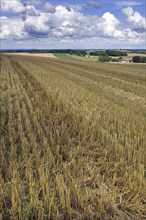 Stubblefield on farmland in rural landscape