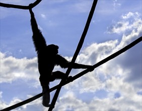 Siamang (Symphalangus syndactylus) silhouetted against cloudy sky, arboreal gibbon monkey native to