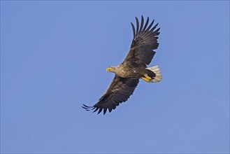 Ringed white-tailed eagle (Haliaeetus albicilla), Eurasian sea eagle, erne adult calling in flight