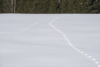 Two animal tracks merging in snow covered field leading to forest in winter