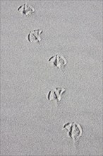 Footprints of gull in sea sand on the beach