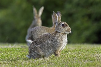 Warren of European rabbits (Oryctolagus cuniculus), common rabbit sitting in field