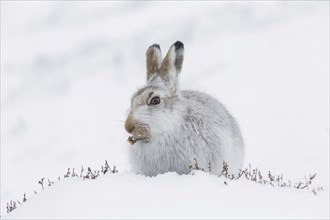 Mountain hare (Lepus timidus), Alpine hare, snow hare in white winter pelage eating plants in the