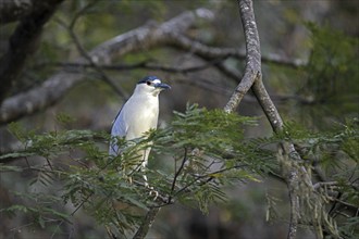 Black-crowned night heron (Nycticorax nycticorax), black-capped night heron perched in tree in the