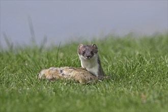 European Stoat, Ermine (Mustela erminea) with killed European Ground Squirrel (Citellus citellus),