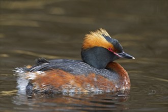 Horned grebe (Podiceps auritus) in breeding plumage swimming in lake