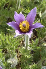 Common pasque flower (Pulsatilla) vulgaris, also known as common pasque flower, pasque flower or