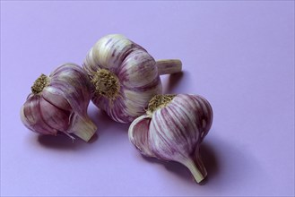 Fresh red garlic, France, Europe