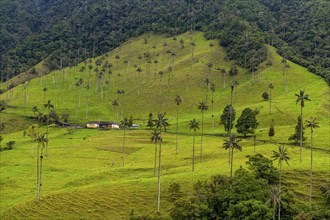 Wax palms largest palms in the world, Cocora valley, Unesco site coffee cultural landscape,