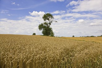 Rye field near Roßwein