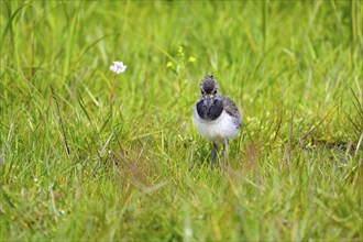 Northern lapwing (Vanellus vanellus), young bird, in a wet meadow, Dümmer, Lower Saxony, Germany,