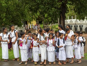 Group of school children, girls and boys in white school clothes, Dambulla, Sri Lanka, Asia