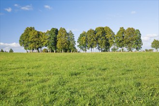 Row of beech trees in the Neuchâtel Jura, Canton Neuchâtel, Switzerland, Europe