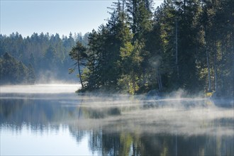 Pines and spruces line the shore of the mirror-smooth Étang de la Gruère moorland lake covered in