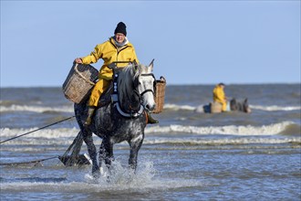 Horse fishermen catching Brown shrimp (Crangon crangon), Koksijde, North Sea coast, province of