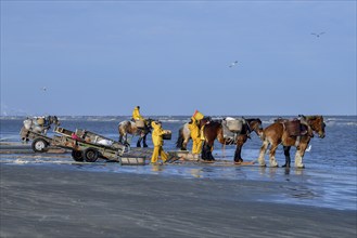 Horse fishermen catching Brown shrimp (Crangon crangon), Koksijde, North Sea coast, province of