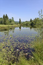 Marsh pond, idyllic lake with water lilies, Oberstdorf, Allgäu Alps, Allgäu, Bavaria, Germany,