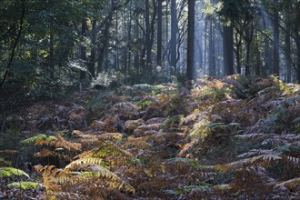 Bracken (Pteridium aquilinum) in common beech (Fagus sylvatica), Emsland, Lower Saxony, Germany,