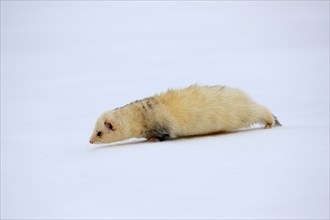 Ferret (Mustela putorius furo), adult, albino, in winter, in the snow, Bohemian Forest, Czech