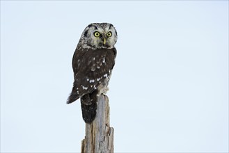 Tengmalm's Owl (Aegolius funereus), Tengmalm's Owl, adult, perch, in the snow, alert, in winter,