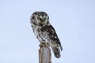 Tengmalm's Owl (Aegolius funereus), Tengmalm's Owl, adult, perch, in the snow, alert, in winter,