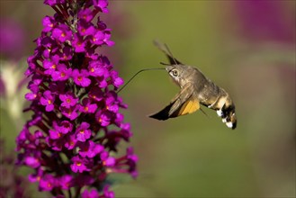 Hummingbird hawk-moth (Macroglossum stellatarum), flying, sucking nectar on flower of